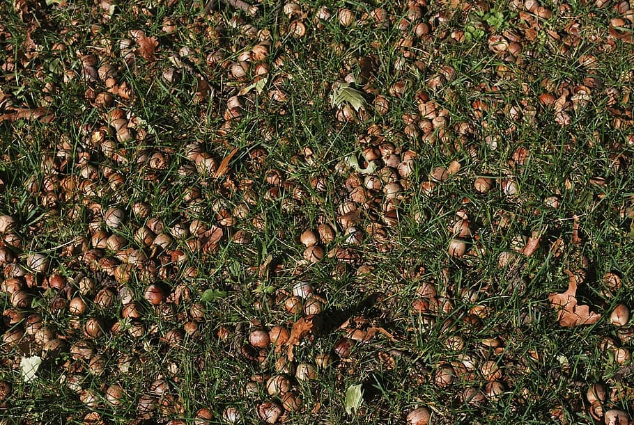 gla, herba, nou, shell, marró, llavor, terra, camp, vista d’angle alt, marc complet, planta, naturalesa, cap gent, dia, fons, menjar i beguda, a l'aire lliure, creixement, full, part de la planta, abundància, menjar, sec, gran grup d'objectes, bellesa a la natura, 720P