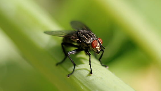 fliegen, klein, Flügel, Insekt, Sitzung, Tierwelt, Sommer-, schließen, wirbellos, Tierthemen, Tier, ein Tier, Nahansicht, Tiere in freier Wildbahn, Natur, grüne Farbe, Pflanze, Tierflügel, selektiver Fokus, Makro, Pflanzenteil, draußen, Schönheit in der Natur, Körperteil, menschliches Körperteil, 1080P, CC0, gemeinfrei, lizenzfrei