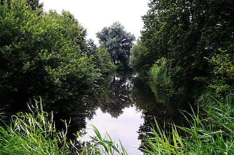 landskap, natur, himmel, vann, grener, dagslys, miljø, flora, blomster, gress, grønn, vekst, blader, frodige, utendørs, refleksjoner, elv, scenisk, trær, skogen, anlegg, tre, refleksjon, grønn farge, ro, skjønnhet i naturen, innsjø, rolig scene, dag, naturskjønnhet - natur, ingen folk, skog, land, frodig løvverk, løvverk, 5K, CC0, offentlig domene, opphavsrett gratis