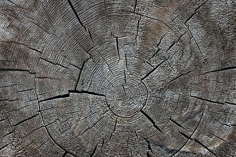 hout, stam, natuur, boom, jaarringen, achtergronden, volledig kader, getextureerde, gebarsten, patroon, schors, hout - materiaal, boomstronk, detailopname, boomring, geen mensen, bruin, natuurlijk patroon, ruw, boomstam, romp, fabriek, buitenshuis, concentrisch, houtnerf, 4K, CC0, publiek domein, royaltyvrij