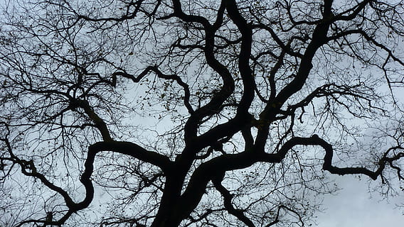 contrast, tree, depth perception, branch, bare tree, plant, low angle view, trunk, tree trunk, silhouette, sky, nature, tranquility, no people, beauty in nature, outdoors, day, growth, scenics - nature, spooky, tranquil scene, dead plant, tree canopy, 4K, CC0, public domain, royalty free