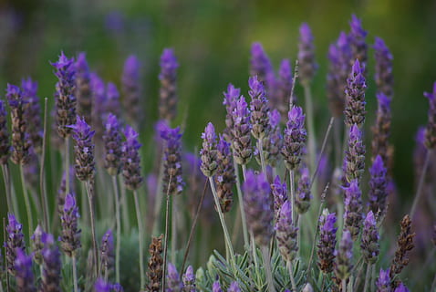 espígol, plantes, flor, flors, veritable espígol, aromàtic, naturalesa, plantes aromàtiques, pacífica, florir, paisatge, plantes medicinals, porpra, creixement, color lavanda, planta amb flors, planta, bellesa a la natura, fragilitat, vulnerabilitat, frescor, primer pla, enfocament selectiu, cap gent, terra, camp, dia, pètal, a l'aire lliure, cap de flor, 4K, CC0, domini públic, lliure de regalies