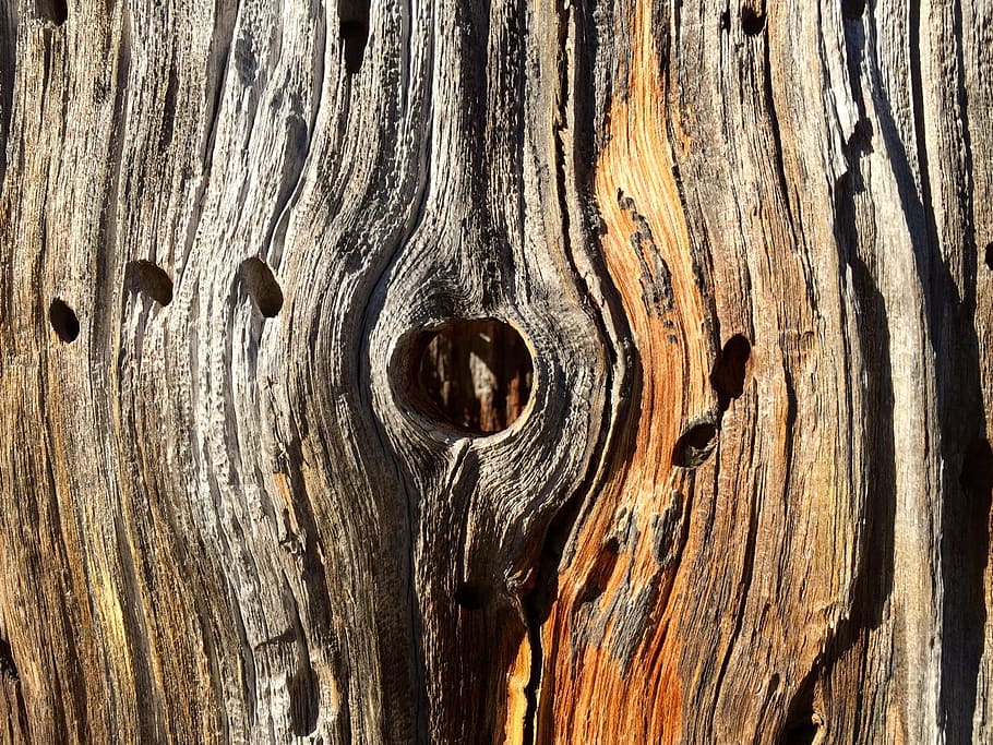 fusta, tronc, sec, textura, marró, forat, escorça, naturalesa, registre, arbre, vell, macro, material de fusta, gra de fusta, tronc de l'arbre, fusta nuada, marc complet, fons, cap gent, patró, primer pla, aspre, dia, resistent, tauler, patró natural, a l'aire lliure, efecte texturat, 2K