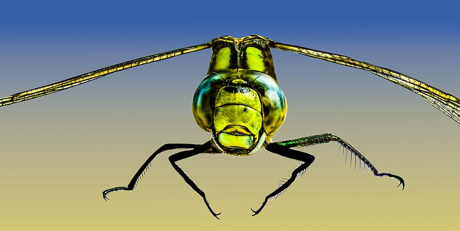insecte, libèl·lula, tancar, macro, ala, demoiselle, invertebrat, un animal, blau, naturalesa, fauna animal, part del cos dels animals, cel, fons de colors, cap gent, primer pla, tecnologia, connexió, animals a la natura, cel clar, a l'aire lliure, fons blau, compost digital, ull d’animals, 5K