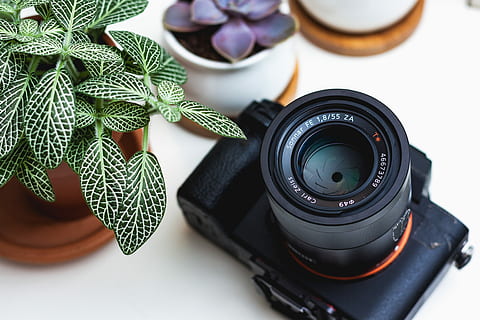 zwart, film camera, groen, fabriek, bruin, pot, slr camera, naast, ingemaakt, sappig, wit, oppervlakte, camera, lens, blad, fotografie thema's, camera - fotografische apparatuur, fotografische apparatuur, technologie, lens - optisch instrument, groene kleur, geen mensen, binnenshuis, studio opname, tafel, deel van de plant, stilleven, natuur, zwarte kleur, hoge hoekmening, digitale camera, detailopname, filmen, 4K, CC0, publiek domein, royaltyvrij