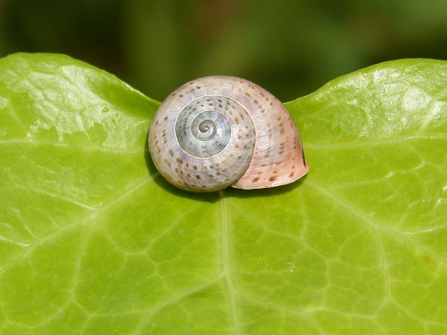 konk, blad, snegl, natur, fisk og skaldyr, have, skal, tæt på, dyreskal, plante del, dyreliv, mollusk, grøn farve, dyr, et dyr, dyre temaer, hvirvelløse, ingen mennesker, havsnegle, dyr i naturen, bladvenen, udendørs, dag, 2K