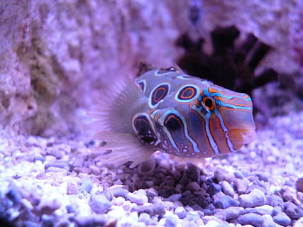 łaciata ryba puffer, ryba, woda, głęboki, Podwodny, rafa, morze, zwierzę, Natura, nurkowanie, dzikiej przyrody, koral, niebieski, klimat tropikalny, zwierzęca przyroda, zwierzęta na wolności, życie morskie, tematy zwierzęce, morski, podmorski, jedno zwierzę, piękno natury, żadnych ludzi, bezkręgowy, zbliżenie, kręgowiec, fioletowy, pływanie, 4K, CC0, domena publiczna, darmowe zdjęcia