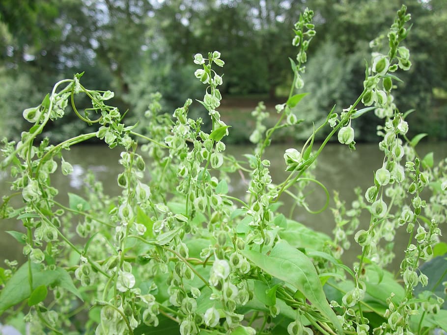 fallopia dumetorum, Convolvolo convoluto, pianta, flora, Fiore di campo, botanica, specie, infiorescenza, vegetazione, colore verde, crescita, foglia, parte vegetale, bellezza nella natura, natura, giorno, concentrarsi sulle conoscenze acquisite, nessuno, freschezza, avvicinamento, terra, cibo e bevande, cibo, all'aperto, la tranquillità, campo, verdura, messa a fuoco selettiva, erba, 2K