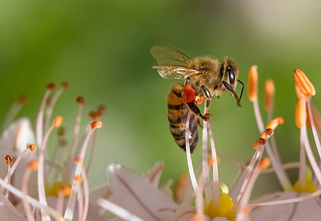 Ape, arroccato, bianca, fiore stigma, avvicinamento, fotografia, primavera, fiore, macro, natura, giardino, insetto, nettare, fiorire, fioritura, animali allo stato selvatico, temi animali, pianta, nessuno, fauna selvatica, un animale, giorno, invertebrato, animale, pianta fiorita, bellezza nella natura, fragilità, vulnerabilità, ala animale, concentrarsi sulle conoscenze acquisite, petalo, testa di fiore, messa a fuoco selettiva, impollinazione, farfalla - insetto, polline, 2K, CC0, dominio pubblico, privo di copyright