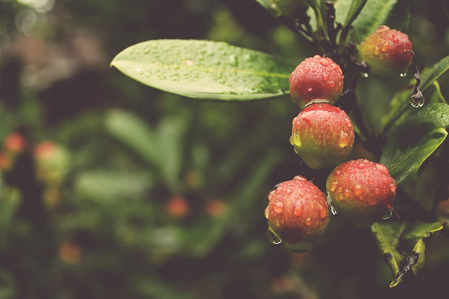 makrofotografi, rund, rød, frugter, selektiv, fotografering, frugt, bær, blad, afdeling, regndråbe, våd, natur, grøn, vand, dråbe, have, udendørs, uden for, regn, sund kost, mad og drikke, mad, friskhed, plante, velvære, tæt på, vækst, bærfrugt, plante del, grøn farve, fokus på forgrunden, ingen mennesker, dag, træ, moden, dug, 4K