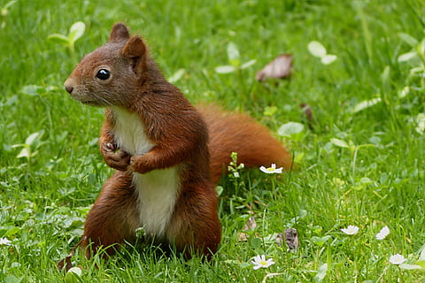 esquirol, camp de gespa, animal, sciurus, possierlich, assegut, jardí, estiu, rosegador, mamífer, naturalesa, bonic, herba, vida salvatge, a l'aire lliure, marró, temes d'animals, fauna animal, planta, animals a la natura, un animal, vertebrats, camp, color verd, terra, cap gent, primer pla, dia, menjar, 2K, CC0, domini públic, lliure de regalies