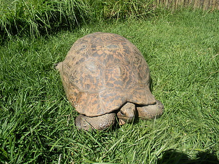 turtle, animals, nature, shell, reptile, grass, animal wildlife, animal themes, animal, animals in the wild, plant, one animal, tortoise, green color, land, field, vertebrate, day, no people, high angle view, outdoors, animal shell, tortoise shell, 4K, CC0, public domain, royalty free