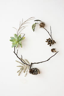 green, succulent, plant, pinecone, flat, lay, photo, pine cone nut, flatlay, nature, white background, no people, leaf, studio shot, plant part, indoors, flower, close-up, beauty in nature, white color, snow, plant stem, fragility, freshness, food, vulnerability, twig, 2K, CC0, public domain, royalty free
