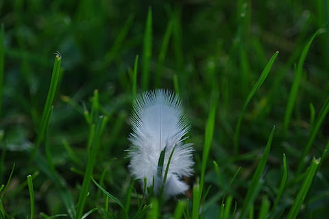 Feder, Nieder, Weiß, flauschige, Gras, eilen, Federgewicht, Grün, luftig, Filigran, Pflanze, Wachstum, Schönheit in der Natur, grüne Farbe, Verletzlichkeit, Natur, Zerbrechlichkeit, Frische, keine Leute, Tag, Feld, Land, Blume, Nahansicht, blühende Pflanze, weiße Farbe, Weichheit, Fokus auf den Vordergrund, draußen, Leicht, Grashalm, Löwenzahnsamen, 1080P, CC0, gemeinfrei, lizenzfrei