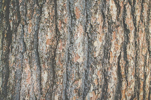 bark, floor, hard, pattern, pine, rough, surface, texture, tree, wood, nature, backgrounds, wood - Material, brown, forest, material, textured, tree Trunk, full frame, trunk, close-up, no people, weathered, plant bark, outdoors, plant, day, natural pattern, old, textured effect, wood grain, 4K, CC0, public domain, royalty free