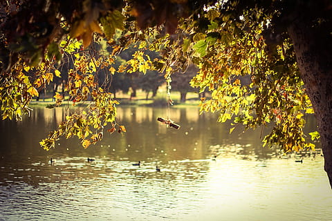 verde, albero, accanto, corpo, acqua, bastone, sospeso, foglia, lago, stagno, parco, riflessione, anatra, swing, corda, autunno, pianta, natura, bellezza nella natura, giorno, la tranquillità, lungomare, scena tranquilla, all'aperto, animale, parte vegetale, vertebrato, temi animali, uccello, modificare, 1080P, CC0, dominio pubblico, privo di copyright