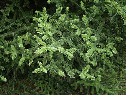 copac, arbust, pădure, ramuri de copac, natură, brad, ramuri, creştere, Culoarea verde, plantă, ferigă, frunze, parte a plantelor, nici o persoana, frumusețe în natură, zi, cadru complet, fundaluri, a închide, luxuriant frunziș, frunziş, vedere în unghi mare, ramură, în aer liber, liniște, pădure tropicală, 2K, CC0, domeniu public, fără drepturi de autor