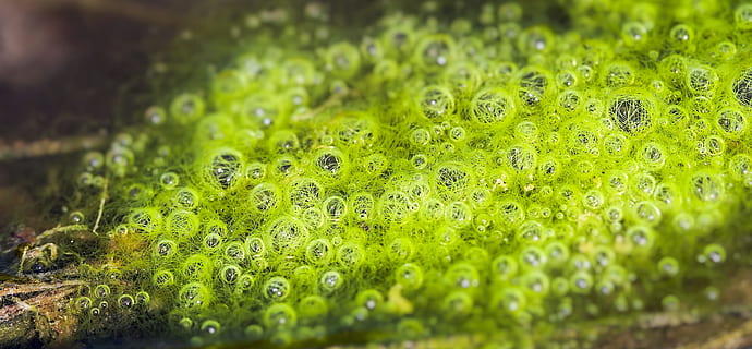 sense títol, bombolla, granota, nadons, resum, orgànic, rodó, cercle, verd, ous, eclosió, niu, aigua, color verd, planta, creixement, primer pla, naturalesa, enfocament selectiu, bellesa a la natura, herba, cap gent, frescor, tirar, molsa, humit, dia, menjar, camp, a l'aire lliure, part de la planta, rosada, 2K, CC0, domini públic, lliure de regalies