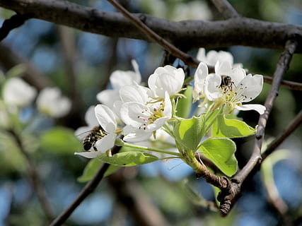 pære, blomst, Bie, vår, natur, bi på blomst, gren, tre, våren, petal, blomstre, nærbilde, anlegg, blomsterhodet, blomstrende plante, skjønnhet i naturen, skjørhet, vekst, sårbarhet, hvit farge, friskhet, fokusere på forgrunnen, insekt, dyr i naturen, dyre temaer, virvelløse, ingen folk, pollen, utendørs, pollinering, 4K, CC0, offentlig domene, opphavsrett gratis
