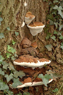 fungo, suporte, árvore, tronco, cogumelo, natureza, madeira, Castanho, latido, plantar, crescimento, flora, parasita, temporada, região selvagem, marfim, folha, parte da planta, ninguém, Comida, dia, vegetal, terra, tronco de árvore, fechar-se, cogumelo comestível, floresta, comida e bebida, campo, ao ar livre, 2K, CC0, domínio público, royalty free