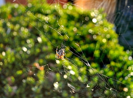 ragno, insetto, piccolo ragno, vicino, ragno di giardino, animali, ragnatela, fragilità, aracnide, avvicinamento, temi animali, fauna selvatica, animale, animali allo stato selvatico, artropodo, vulnerabilità, un animale, concentrarsi sulle conoscenze acquisite, invertebrato, natura, sopravvivenza, web, messa a fuoco selettiva, bellezza nella natura, nessuno, complessità, gamba animale, all'aperto, rugiada, 2K, CC0, dominio pubblico, privo di copyright