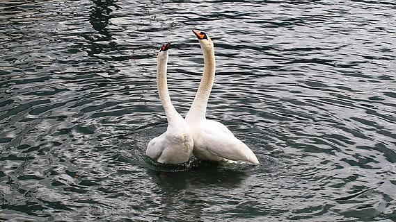 du, gulbės, kūnas, vanduo, gulbių pora, harmonija, laimingas, ežeras, lago maggiore, locarno, tikino, Šveicarija, gyvūnų gyvūnija, gyvūnams, gyvūnų temos, gyvūnas, paukštis, stuburiniai, krantinė, vienas gyvūnas, nėra žmonių, vandens paukštis, gulbė, plaukimas, pobūdį, dieną, nuskendo, grožis gamtoje, aukšto kampo vaizdas, gyvūnų kaklas, 5K, CC0, Viešasis domenas, nemokamai