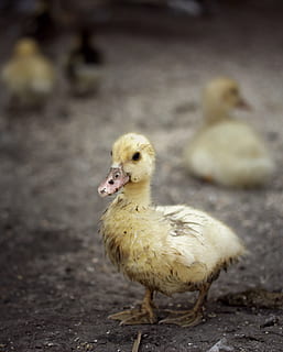 sats, skitten, Hagen, søle, fugler, fugl, dyre temaer, dyr, ung fugl, virveldyr, ungt dyr, ett dyr, and, dyreliv, ingen folk, fjærfe, dag, fokusere på forgrunnen, nærbilde, dyr i naturen, husdyr, innenlands, natur, andungen, kjæledyr, gosling, 2K, CC0, offentlig domene, opphavsrett gratis