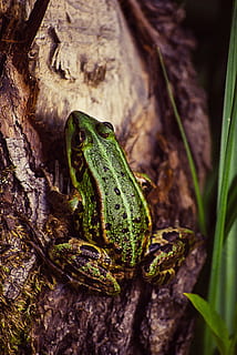 Frosch, Baum, Grün, Natur, Tier, Tierwelt, tropisch, Blatt, exotisch, Wald, wenig, Regenwald, klein, Amphibie, Kröte, grüne Farbe, Nahansicht, Tiere in freier Wildbahn, Tierthemen, ein Tier, Wirbeltier, Pflanze, keine Leute, Fokus auf den Vordergrund, Tag, Baumstamm, Kofferraum, Reptil, draußen, 4K, CC0, gemeinfrei, lizenzfrei