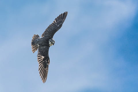 antenne, fotografering, fugl, lavvinklet billede, flyvende, hvid, glente, himmel, cloudscape, vinge, flyvningen, falk, dom, næb, dyr, dyreliv, dyr i naturen, rovfugl, dyre temaer, spredte vinger, hvirveldyr, et dyr, lav vinkel visning, natur, bevægelse, Midt i luften, ingen mennesker, dyr kropsdel, udendørs, blå, dag, ørn - fugl, ørn, falk - fugl, direkte under, 4K, CC0, offentligt domæne, royaltyfrie