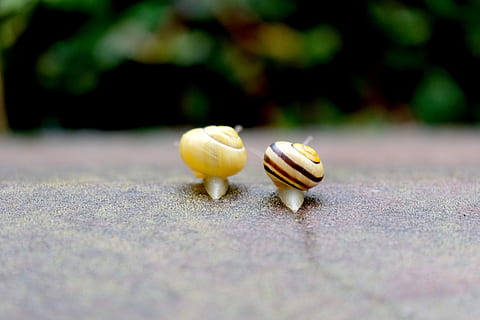 zwei, Gelb, braun, Schneckennahaufnahmefoto, Schnecken, kriechen, zusammen, parallel, harmonisch, Zusammengehörigkeit, Regen, Schale, Schnecke, langsam, schließen, Natur, Weichtier, Schleim, Makro, Reptil, Garten, Tier, Sonde, Frühling, Kreatur, Pflanze, Blätter, Nahansicht, Tierhülle, selektiver Fokus, keine Leute, Tag, Tierwelt, Tierthemen, Tiere in freier Wildbahn, Land, Lebensmittel, wirbellos, draußen, Essen und Trinken, Schönheit in der Natur, Straße, ein Tier, Gastropode, Oberflächenniveau, 5K, CC0, gemeinfrei, lizenzfrei