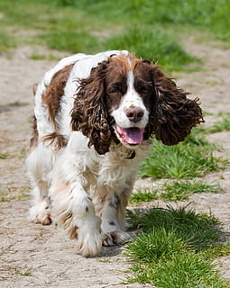 spanyel, köpek, kemer ayağı, Springer Spaniel, ingilizce springer spaniel, Evcil Hayvan, hayvan, doğurmak, yürüme, kapatmak, güzel, Fotoğraf, görüntü, Evcil Hayvanlar, yerli, bir hayvan, memeli, hayvan temaları, gün, insansız, omurgalı, portre, doğa, oturma, bitki, ön plana odaklanmak, çimen, kameraya bakıyor, Süvari kral charles spaniel, açık havada, soluma, ağzı açık, 1080P, CC0, kamu malı, telif ücretsiz
