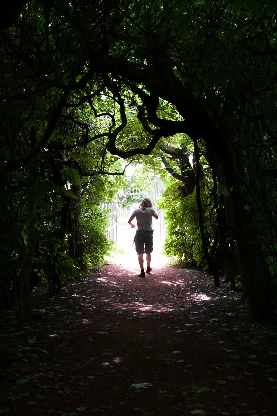 home, caminar, túnel de l'arbre, durant el dia, Camí, túnel, porta, naturalesa, arbust, llum, foscor, arbre, longitud completa, planta, direcció, vista del darrere, el camí a seguir, gent, sendera, activitat d'oci, persones reals, bosc, estils de vida, creixement, dia, terra, a l'aire lliure, de peu, fulles, 4K