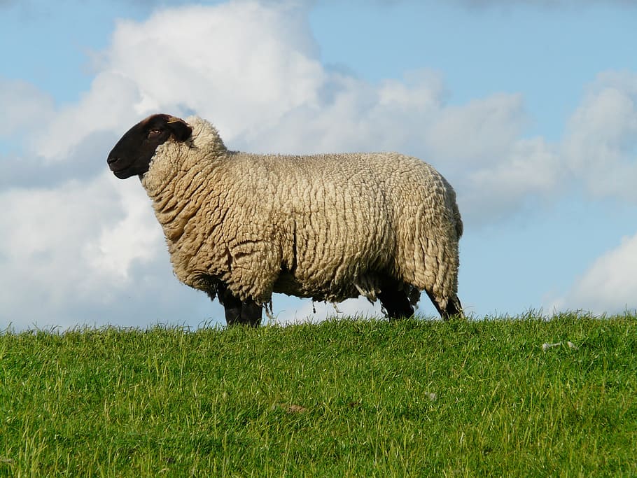gris, de peu, verd, herba, ovelles, xef, cap, bellwether, llana, rhön ovelles, dic, prat, Mar del nord, paisatge, idil·li, descans, relaxació, fresc, relaxar, agricultura, granja, bestiar, animal, xai, pastures, naturalesa, escena rural, pasturatge, a l'aire lliure, camp, ramat d’ovelles, mamífer, color verd, ovella, un animal, núvol - cel, animals domèstics, cel, terra, temes d'animals, planta, nacional, mascotes, vertebrats, cap gent, dia, herbívors, 2K