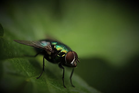 verde, Marrone, mosca domestica, bottiglia, volare, arroccato, foglia, avvicinamento, fotografia, zanzara, superficiale, catturare, insetto, macro, natura, animale, colore verde, un animale, temi animali, animali allo stato selvatico, nessuno, fauna selvatica, invertebrato, ala animale, messa a fuoco selettiva, parte del corpo animale, giorno, primo piano estremo, parte vegetale, occhio animale, 5K, CC0, dominio pubblico, privo di copyright