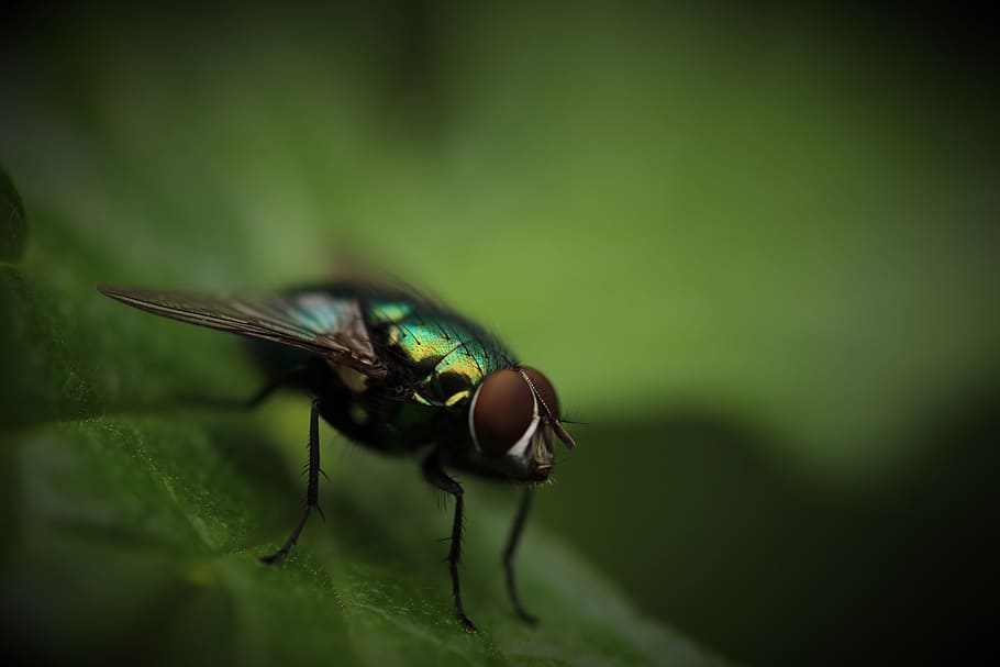 verd, marró, mosca domèstica, ampolla, volar, posat, full, primer pla, fotografia, mosquit, poc profund, captura, insecte, error, macro, naturalesa, animal, color verd, un animal, temes d'animals, animals a la natura, cap gent, fauna animal, invertebrat, ala dels animals, enfocament selectiu, part del cos dels animals, dia, primer pla extrem, part de la planta, ull d’animals, 5K