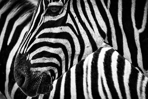 de cerca, foto, cebra, textura, rayas, a rayas, temas de animales, animal, fauna animal, mamífero, animales en la naturaleza, safari, marcas de animales, nadie, patrón natural, un animal, vertebrado, parte del cuerpo del animal, herbívoro, de color negro, el color blanco, al aire libre, zoo, cabeza de animal, manada, 1080P