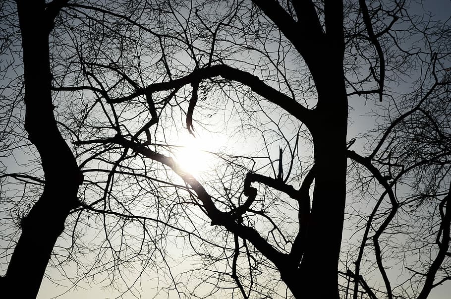 træ, sol, natur, baggrund, lys, baggrund, lys, effekter, bare træ, afdeling, silhuet, træstamme, himmel, plante, bagagerum, lav vinkel visning, ingen mennesker, ro, skønhed i naturen, sollys, udendørs, linseflare, solstråle, baggrundsbelyst, dag, streaming, 4K