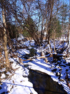 alberi, foresta, ruscello, fiumicello, inverno, acqua, albero, la neve, temperatura fredda, pianta, natura, nessuno, bellezza nella natura, albero nudo, giorno, la tranquillità, terra, scenics - natura, Colore bianco, ramo, scena tranquilla, all'aperto, luce del sole, campo, fluente, 2K, CC0, dominio pubblico, privo di copyright