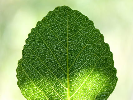 blad, vijgenboom, vertakkingen, backlight, doorzichtig, groen, vijgenblad, natuur, fabriek, groene kleur, detailopname, versheid, zomer, achtergronden, deel van de plant, bladader, geen mensen, groei, macro, natuurlijk patroon, schoonheid in de natuur, buitenshuis, plantkunde, volledig kader, patroon, getextureerde, kwetsbaarheid, getextureerd effect, 4K, CC0, publiek domein, royaltyvrij