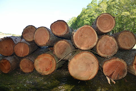 dřevo, kmeny, kmen stromu, Příroda, strom, dřevorytec, log, zásobník, dřevo - materiál, nikdo, les, odlesňování, palivové dříví, dřevařský průmysl, rostlina, velká skupina objektů, den, paliva a energie, přistát, otázky životního prostředí, venku, nebe, 5K, CC0, veřejná doména, bez autorských práv