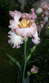 Iris, Blume, Regentropfen, blühende Pflanze, Pflanze, Verletzlichkeit, Schönheit in der Natur, Zerbrechlichkeit, Blütenblatt, Wachstum, Frische, Nahansicht, Blütenstand, Blütenkopf, fallen, Natur, nass, Wasser, Fokus auf den Vordergrund, keine Leute, Tag, draußen, Pollen, Frühling, Tau, Regen, Reinheit, 2K, CC0, gemeinfrei, lizenzfrei