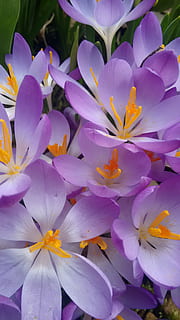 Crocus, pavasaris, gėlės, žydintys augalai, gėlė, žiedlapis, pažeidžiamumas, trapumas, šviežumas, grožis gamtoje, augalų, žiedynas, gėlių galva, Iš arti, augimą, violetinė, nėra žmonių, dieną, pobūdį, žiedadulkių, botanika, lauke, visą kadrą, pavasarį, 2K, CC0, Viešasis domenas, nemokamai