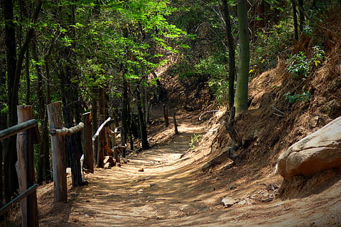 camino de tierra, rodeando, verde, árboles de hojas, tiempo de día, bosque, arboles, sendero, camino, naturaleza, paisaje, al aire libre, vegetación, plantas, camino rural, árbol, planta, el camino a seguir, dirección, crecimiento, tierra, tranquilidad, día, nadie, belleza en la naturaleza, escena tranquila, color verde, paisajes - naturaleza, escena no urbana, la carretera, 4K, CC0, dominio público, libre de derechos