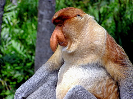 mico de la probòssia, primat, mico, mico de nas molt llarg, nas, Borneo, vida salvatge, Proboscis, un animal, fauna animal, animals a la natura, temes d'animals, cap gent, mamífer, vertebrats, centrar-se en primer pla, dia, primer pla, assegut, mirant, naturalesa, a l'aire lliure, pèl d’animals, 1080P, CC0, domini públic, lliure de regalies