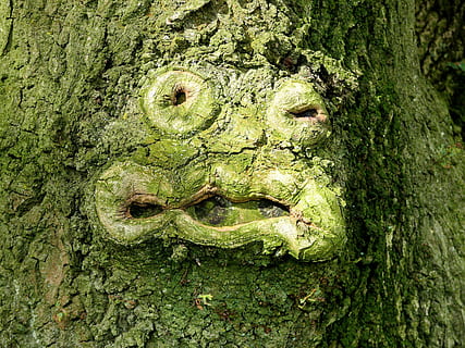 tronco d'albero, muschio, albero, verde, viso, corteccia di albero, forma, forma del viso, faccia buffa, natura, foresta, tronco, pianta, strutturato, avvicinamento, giorno, nessuno, colore verde, arte e artigianato, antropomorfo, vecchio, volto antropomorfico, creatività, rappresentazione, all'aperto, intemperie, abbaiare, intaglio, 2K, CC0, dominio pubblico, privo di copyright