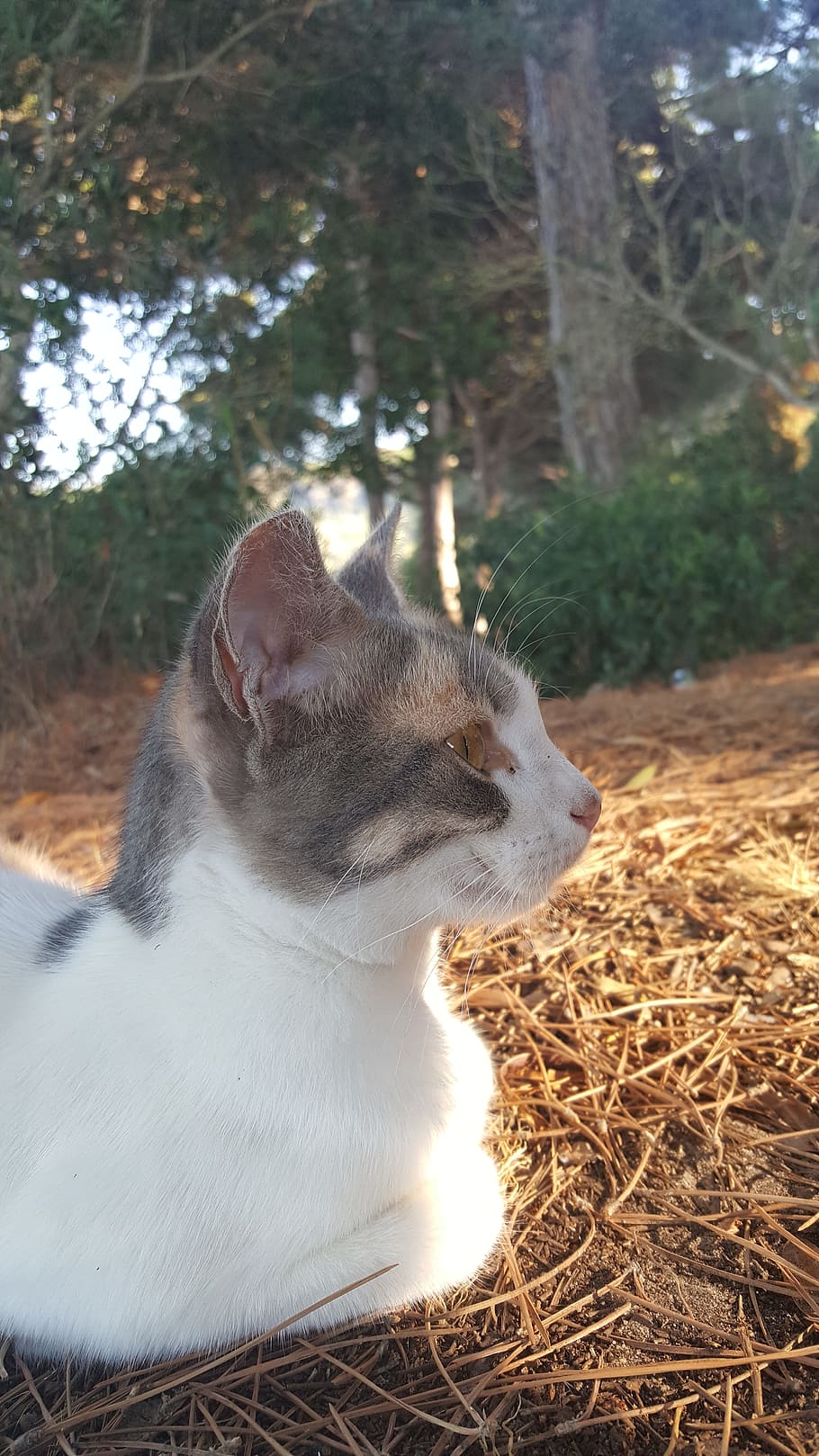 gatto, foresta, natura, temi animali, animale, un animale, mammifero, vertebrato, domestico, animali domestici, pianta, analizzare, cercare, guardare, guardando lontano, concentrarsi sulle conoscenze acquisite, nessuno, rilassamento, fieno, giorno, albero, luce del sole, terra, 5K