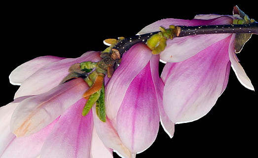 rosado, magnolias, floración, cerrar, foto, primavera, brote, árbol, naturaleza, flor, dispara, rama, hojas, magnolia, coles, pétalo, color rosa, insecto, fragilidad, planta, frescura, de cerca, cabeza de flor, planta floreciendo, vulnerabilidad, belleza en la naturaleza, fondo negro, inflorescencia, crecimiento, polen, foto de estudio, nadie, botánica, blandura, 1080P, CC0, dominio público, libre de derechos
