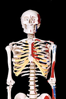 skelet, human, model, fysio, anatomi, knogle, menneskeligt skelet, humant knogle, sort baggrund, menneskelig kropsdel, menneskelig repræsentation, indendørs, videnskab, repræsentation, sundhedspleje og medicin, studio skud, kropsdel, menneskeskalle, mennesker, Kunst og håndværk, kreativitet, biologi, 5K, CC0, offentligt domæne, royaltyfrie