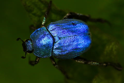 tret macro, blau, escarabat, fotografia macro, error, insecte, criatura, primer pla, planta, porpra, cap gent, centrar-se en primer pla, creixement, naturalesa, dia, frescor, bellesa a la natura, menjar, planta amb flors, enfocament selectiu, flor, animal, menjar i beguda, fruita, fauna animal, fragilitat, cap de flor, 2K, CC0, domini públic, lliure de regalies