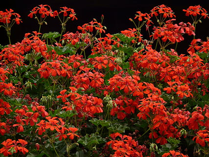 geranium, rood, flora, helder, kleurrijk, kleur, balkonplant, geraniums, sierplant, geranium broeikas, helling geranium, bloem, bloeiende plant, versheid, fabriek, schoonheid in de natuur, breekbaarheid, kwetsbaarheid, bloemblad, groei, geen mensen, bloemhoofd, natuur, bloeiwijze, Oranje kleur, detailopname, overvloed, dag, buitenshuis, multi gekleurd, bloemenbed, 2K, CC0, publiek domein, royaltyvrij